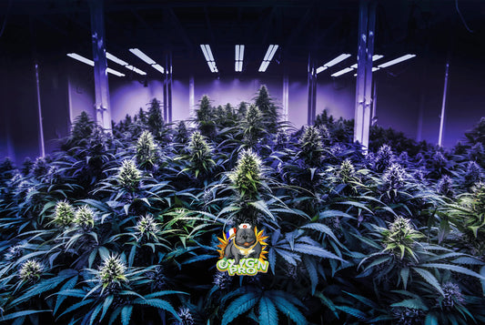 Acheter du CBD au kilo : conseils et points clés pour un achat en gros réussi