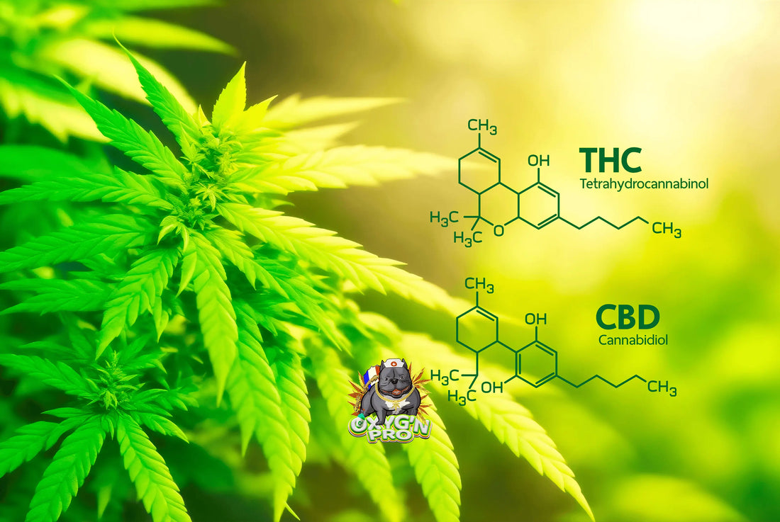 Cbd pour tabac : une alternative innovante au sevrage et à la consommation classique