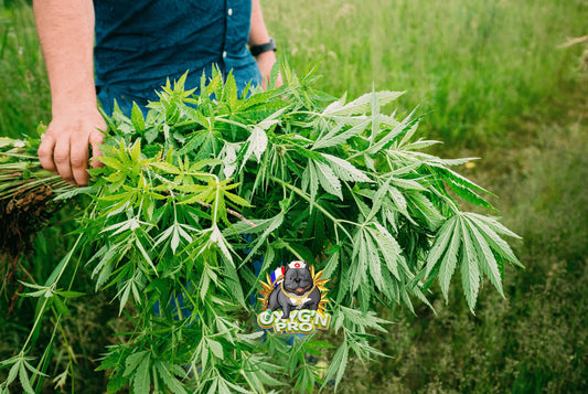 Choisir un grossiste CBD en France : tout savoir pour acheter vos produits en gros