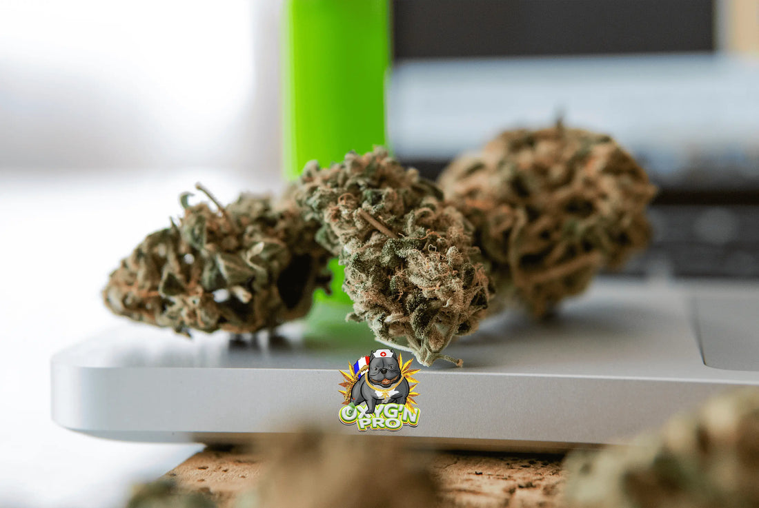 Comment acheter du cbd en gros et réussir son approvisionnement ?