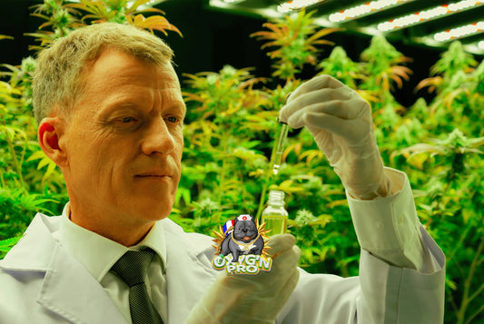 Grossiste CBD en Europe : comment choisir son partenaire de confiance ?