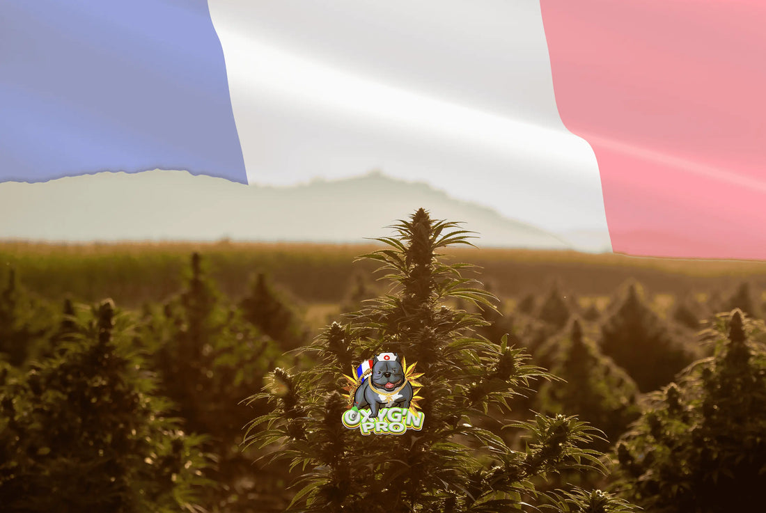 Les secrets du cbd français de qualité : choisir l'excellence naturelle