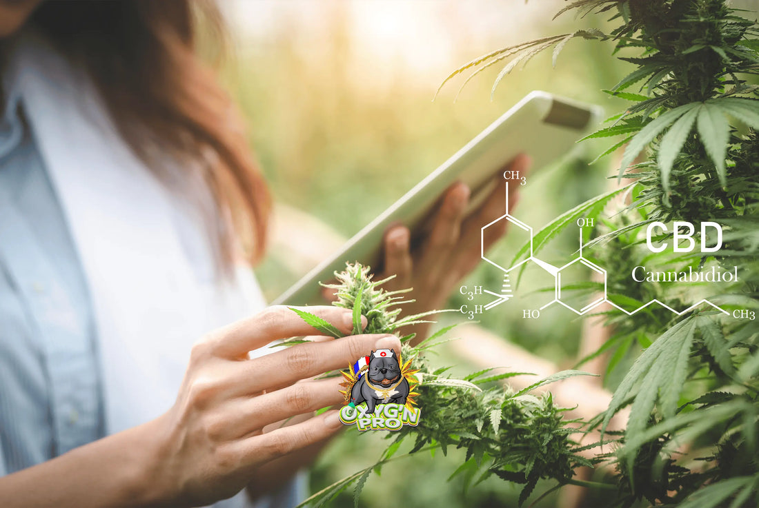 Tout connaître sur le CBD : usages, bienfaits et opportunités pour les professionnels