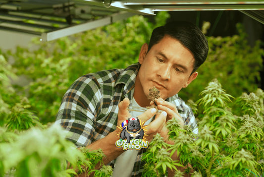 Achat CBD en gros : comment s’y retrouver et optimiser ses choix ?