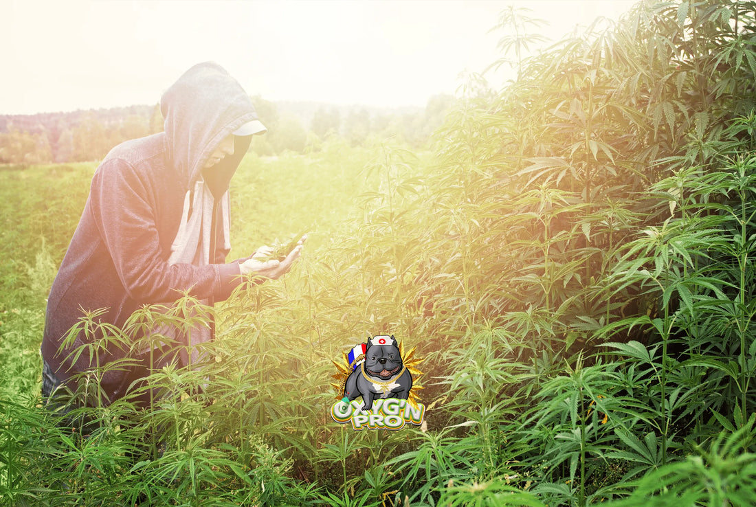 Cbd en gros : comment choisir son fournisseur avec confiance