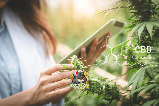 Cbd pour buraliste : comprendre les opportunités et défis du marché