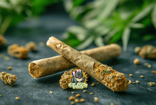 Cigarette CBD : une alternative relaxante à la cigarette traditionnelle