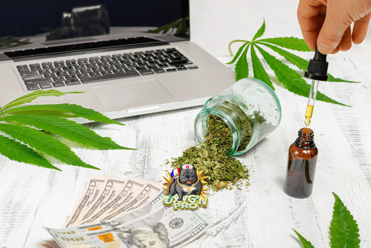 Combien faut-il investir pour vendre du CBD en France ?