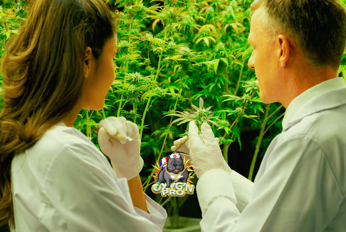 Comment choisir un fournisseur cannabidiol fiable pour les professionnels en France