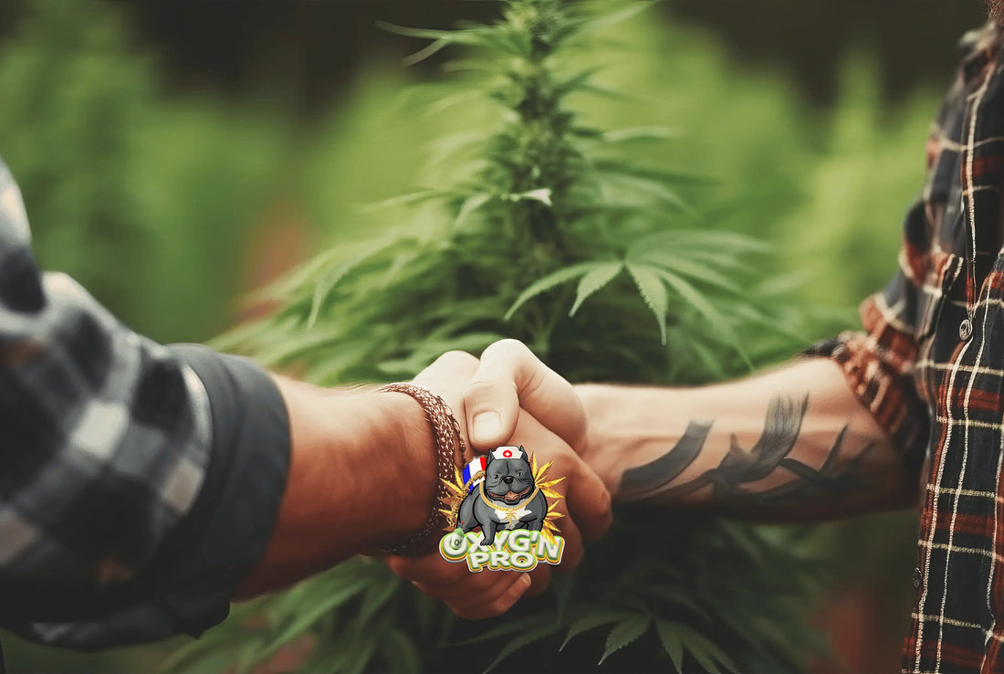 Comment choisir un fournisseur de cbd fiable en France ?