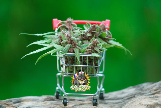 Dropshipping CBD vs grossiste : que choisir pour réussir dans le secteur du cannabidiol ?