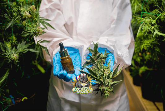 Fournisseur cbd pour professionnel : choisir la qualité et la sérénité
