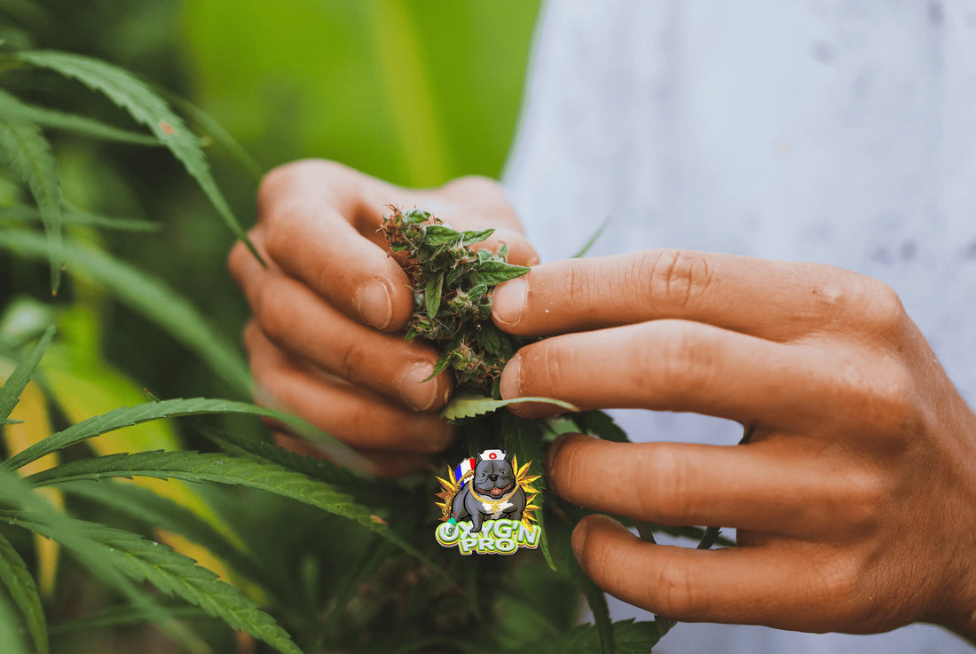 Grossiste en CBD : le partenaire incontournable pour les professionnels du secteur