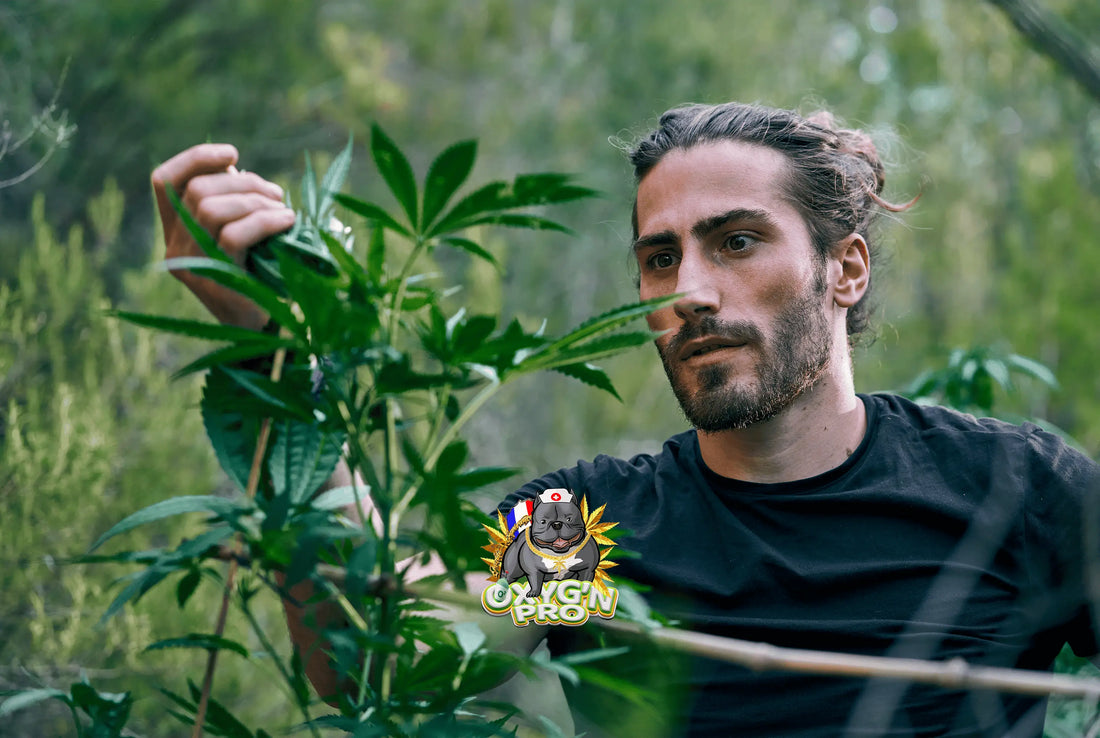 Le CBD français : qualité, traçabilité et savoir-faire local