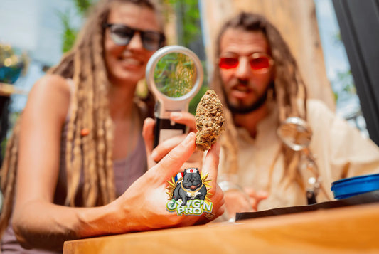 Les profils des consommateurs de cbd en 2026 : comprendre leurs attentes pour mieux vendre