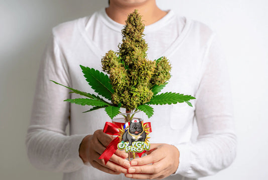Pourquoi certaines fleurs CBD fidélisent davantage les consommateurs ?