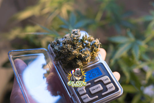 Quelle marge sur les fleurs CBD : comprendre la rentabilité dans un marché en pleine expansion