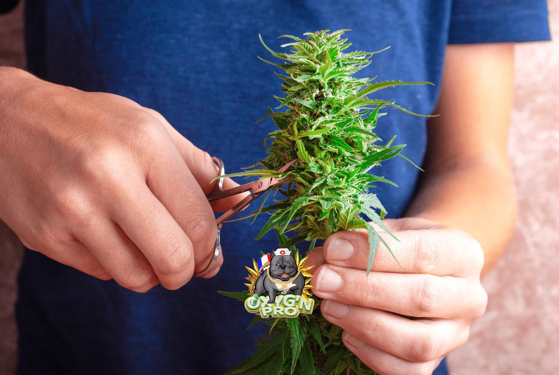 THC et CBD : les seuils à connaître